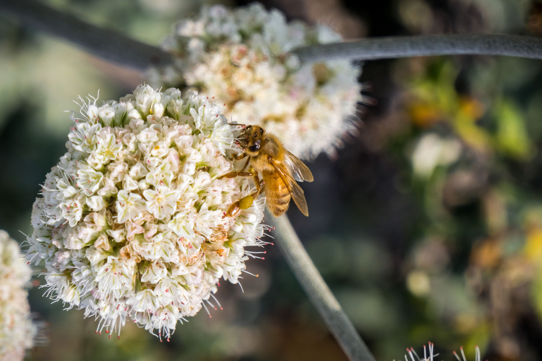 Napa County Master Gardeners: The incredible, edible California buckwheat